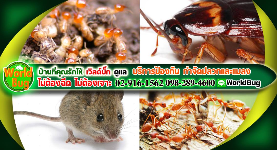 กำจัดปลวก ปทุมธานี Alt 01